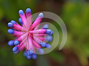 Closeup pink-purple flower with sweet color and soft focus ,macro image