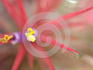 Closeup pink and purple flower of Tillandsia tricolor ,sky plant in garden with soft focus and pink blurred background