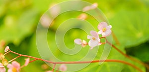 Closeup of pink purple flower under sunlight with green leaf nature background with copy space using as background natural plants