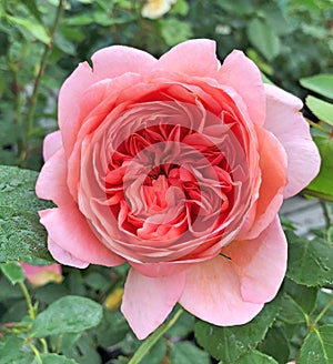 Closeup of a pink ranuncula flower