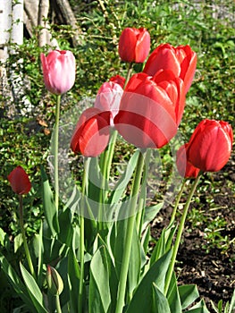 Closeup of pink and red tulips flowers with green leaves in the park outdoor. Beautiful spring blossom under sunlight in