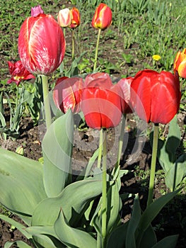 Closeup of pink and red tulips flowers with green leaves in the park outdoor. Beautiful spring blossom under sunlight in