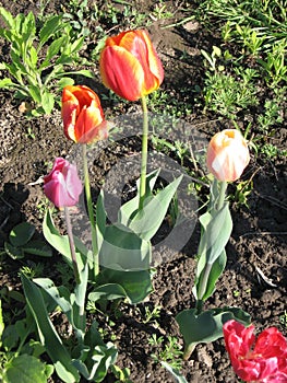 Closeup of pink and red tulips flowers with green leaves in the park outdoor. Beautiful spring blossom under sunlight in