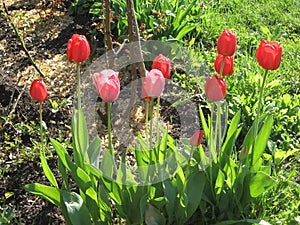 Closeup of pink and red tulips flowers with green leaves in the park outdoor. Beautiful spring blossom under sunlight in