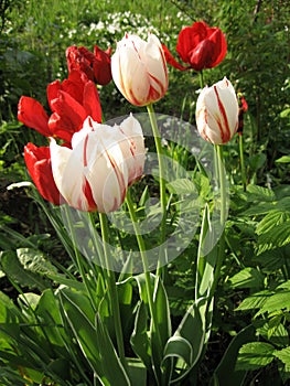 Closeup of pink and red tulips flowers with green leaves in the park outdoor. Beautiful spring blossom under sunlight in