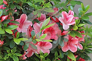 Closeup of pink red and white flowers of various colorations.