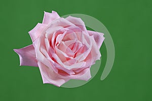 Closeup pink rose