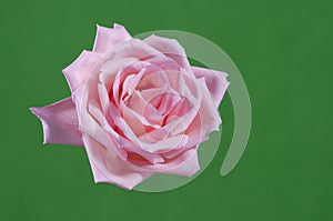 Detallado rosa rosada 