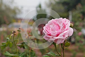 closeup pink rose bloom and various buds in the blur rose garden background, nature, decor, love, valentine, copy space