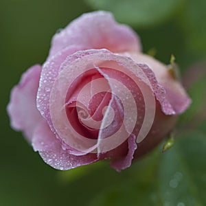 A closeup of pink rose bud covered with morning dew