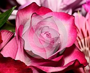 Closeup of a pink rose with dark-edged petals