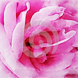 Closeup Pink Rose Fine Art