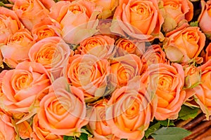 Closeup of pink rose flowers