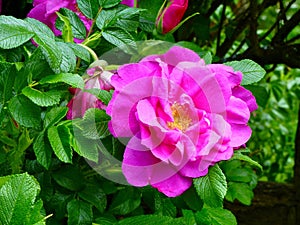 Closeup of a pink rose (Hansa) growing on a green shrub in a garden