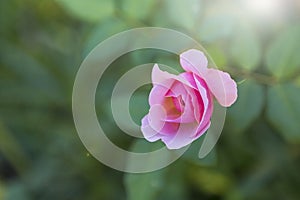 Closeup pink rose over green leaves with morning day light background