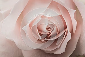 Closeup of a pink rose