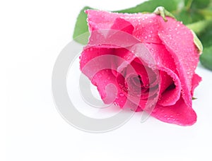 Closeup pink rose sweet color flower with water drop on white ba