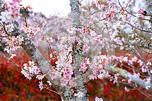 Closeup of pink sakura cherry blossom branches blooming on the tree trunk on red autumn trees background in Japan.