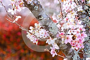 Closeup of pink sakura cherry blossom branches blooming on the tree trunk on red autumn trees background in Japan.