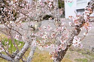 Closeup of pink sakura cherry blossom branches early blooming on the tree trunk on building background, road in spring, Japan