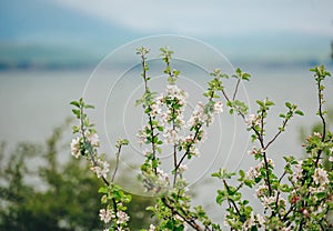 Closeup of pink sakura cherry blossom branches early blooming on the tree trunk