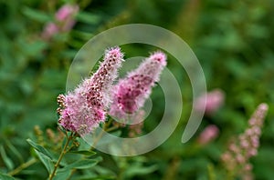 Closeup of a pink smartweed flower growing in a garden with blur background copy space. Beautiful outdoor water knotweed