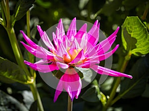 Closeup of a pink spiky cactus Dahlia with double-flowering bloom