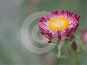 Closeup pink straw flower in garden with soft focus and blurred background ,sweet color