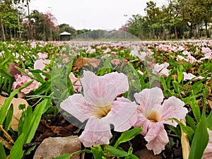 Closeup pink Tabebuia Rosea flower