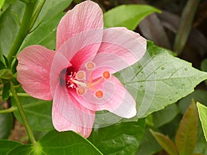 Closeup of a pink Tiny Tina Hibiscus flower blooming at a garden photo