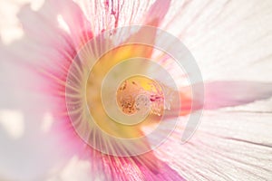 Closeup of a pink transparent flower