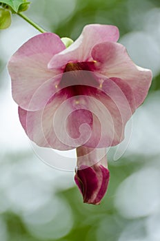 Closeup of pink tropical flower growing at coast of Senegal, Africa