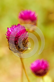 Closeup of pink tropical flowers in meadow