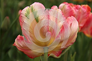 Closeup of a pink tulip, Apricot Parrot variety