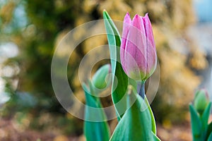 Closeup pink tulip blooming in the garden