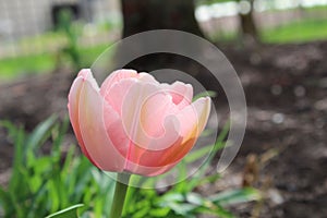 Closeup of a pink tulip blooming in a lush garden