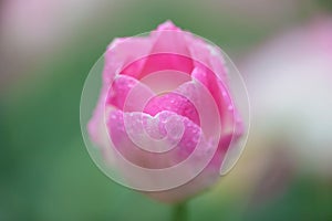 Closeup pink tulip in the garden