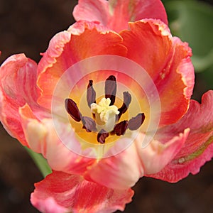 Closeup of a pink tulip core