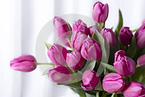 Closeup pink tulip flowers on white background