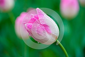 Closeup pink tulip in the garden