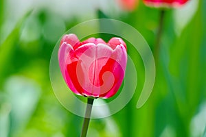 Closeup pink tulip under the sun