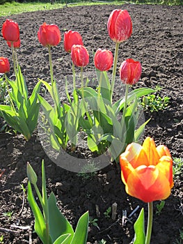 Closeup of pink tulips flowers with green leaves in the park outdoor. Beautiful spring blossom under sunlight in the