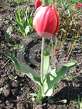 Closeup of pink tulips flowers with green leaves in the park outdoor. Beautiful spring blossom under sunlight in the