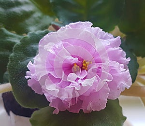 Closeup of a pink violet flower