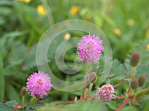 Closeup pink-violet Mimosa strigillosa  Shameplant flowers in garden