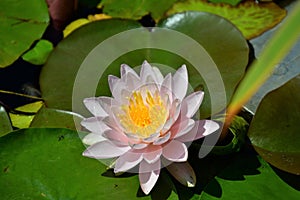 A closeup of pink water lily in the pond.