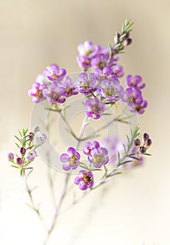 Closeup of pink waxflower closeup