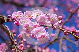 closeup pink weeping plum blossom flowers blooming blue sky background early spring, selective focus, ume