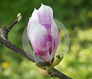 Closeup of pink and white blossom of blooming magnolia soulangeana