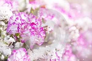 Closeup Pink and white carnation flower over blurred flower background